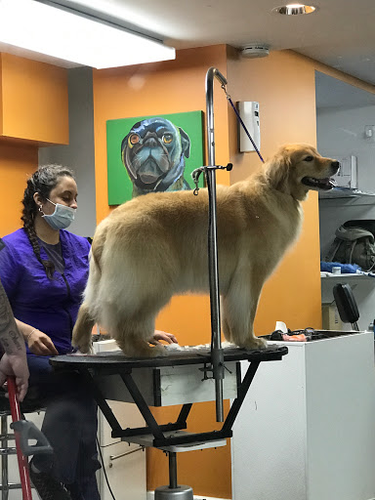 A Cut Above Pet Stylists